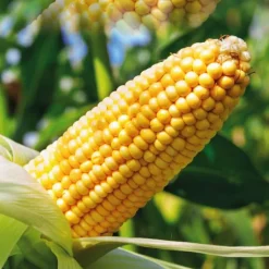 Clearance BOTANIC® Maïs Doux Golden Bantam Bio. Le pot de 1 litre