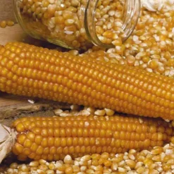 Clearance BOTANIC® Maïs Doux Golden Bantam Bio. Le pot de 1 litre