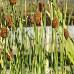 New BOTANIC® Massette de Laxmann godet 9x9 cm