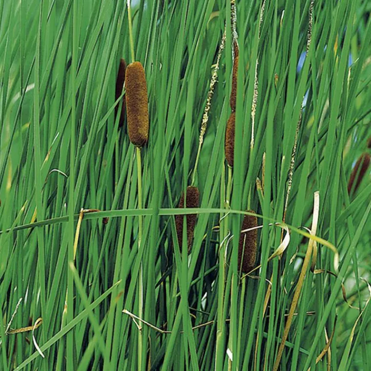 Outlet BOTANIC® Massette de Laxmann pot de 3 litres