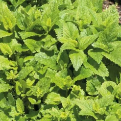 Hot BOTANIC® Melisse Citronnelle Bio. Le pot de 2,5 litres