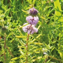 Online BOTANIC® Menthe des cerfs godet 9x9 cm