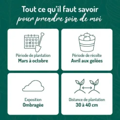 Discount BOTANIC® Menthe Marocaine Bio. Le pot de 2,5 litres