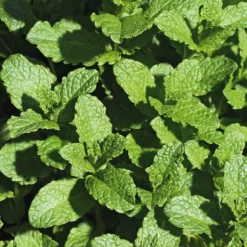 BOTANIC® Menthe Verte Bio. Le pot de 9x9 cm