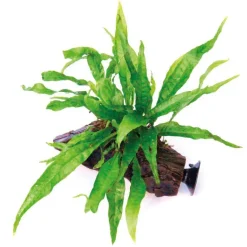 New Microsorum pteropus