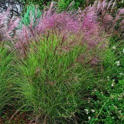 Sale BOTANIC® Miscanthus sinensis Morning Light vert . Le pot de 2 litres