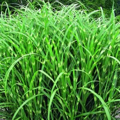 Best BOTANIC® Miscanthus sinensis Zebrinus vert . Le pot de 4 litres