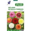 Best BOTANIC® Mélange dahlia Fimbratia - 5 bulbes