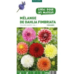 Best BOTANIC® Mélange dahlia Fimbratia - 5 bulbes
