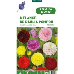 Sale BOTANIC® Mélange dahlia Pompom - 5 bulbes