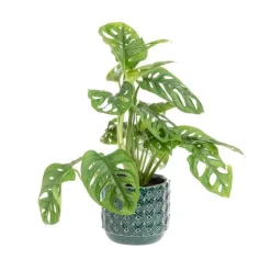 Discount Monstera (Philodendron Monstera Obliqua) + cache-pot céramique, Ø12 cm