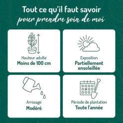 Discount BOTANIC® Nandina Domestica Gulf Stream (Bambou sacré) en pot de 5 L rouge