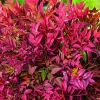 Clearance BOTANIC® Nandina domestica Obsessed Seika . Le pot de 3 litres