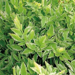 Sale BOTANIC® Œnanthe flamingo godet 9x9 cm