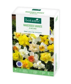 Clearance BOTANIC® Narcisse en mélange - 15 bulbes