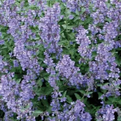 Best BOTANIC® Nepeta Herbe A Chat - Le pot de 9 x 9 cm
