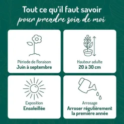 Best BOTANIC® Nepeta Herbe A Chat - Le pot de 9 x 9 cm