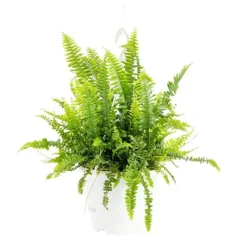 Clearance Nephrolepis Green Lady suspension Ø18xH35 cm