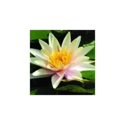 Outlet BOTANIC® Nénuphar 3L cuivre