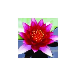 Discount BOTANIC® Nénuphar 3L rouge