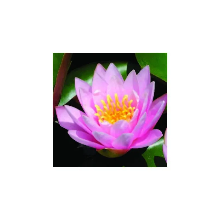 Outlet BOTANIC® Nénuphar 'Rose Nymphe'