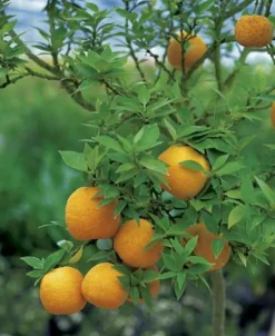 Online AUTRES PRODUCTEURS Noisetier corylus avellana biodiversité coloris marron - 3 L