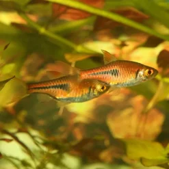 Outlet BLUE CORAL Nourriture en granulés - JBL ProNovo Danio Grano XS - 16g/20ml