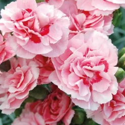 Best BOTANIC® Oeillet Mignardise Rose A Oeil Pourpre - Le pot de 9 x 9 cm