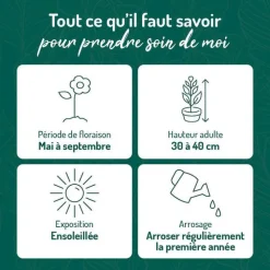 BOTANIC® Oeillet Mignardise violet - Le pot de 9 x 9 cm