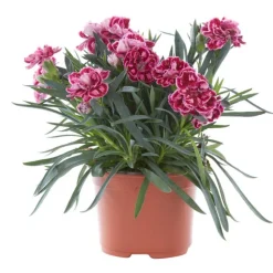 Online Oeillet Telnelken - Le pot de 10 cm