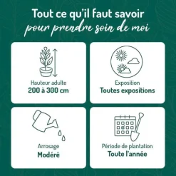 Clearance BOTANIC® Olivier de Bohême argent. Le pot de 3 litres