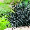 Sale BOTANIC® Ophiopogon Niger noir . Le pot de 1 litre
