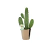 Discount Opuntia Rubescens Consolea 45 cm et son cache pot Ø 12 cm
