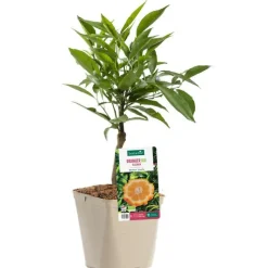 Best BOTANIC® Oranger Bizzaria Bio. Le pot de 3 litres