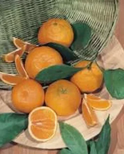 Oranger. Le pot de 70 litres