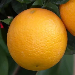 Hot Oranger. Le pot de 7 litres