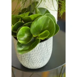 Clearance Orchidée Peperomia obtusifolia