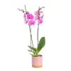 BOTANIC® Orchidée Phalaenopsis 2 branches avec cache-pot Ø 9 cm