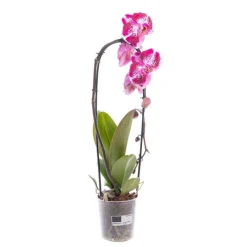 New BOTANIC® Orchidée Phalaenopsis Cascade Mix pot Ø12 cm/ H65 cm