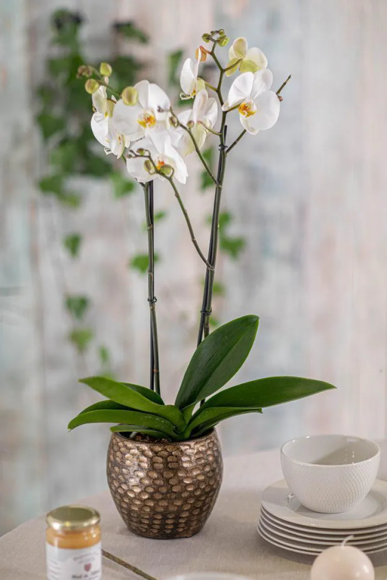 Best BOTANIC® Orchidée Phalaenopsis 50cm avec cache pot céramique Ø 12 cm