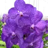 Hot BOTANIC® Orchidée Vanda - Pot de 27 cm