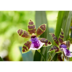 Clearance BOTANIC® Orchidée Zygopetalum