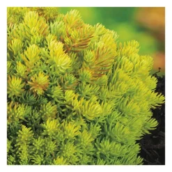 Best BOTANIC® Orpin 'Lemon Ball' - Le pot de 3 litres