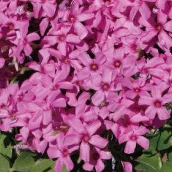 New BOTANIC® Oxalis trèfle à 4 feuilles - Le pot de 9 x 9 cm