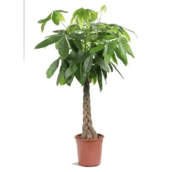 Clearance Pachira Aquatica ou Châtaignier de Guyane Ø35 cm/ H 190