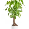 Online BOTANIC® Pachira aquatica tressé vert en pot blanc émaillé . Le pot Ø 24 cm