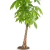 Clearance BOTANIC® Pachira aquatica vert en pot blanc émaillé . Le pot Ø 30 cm