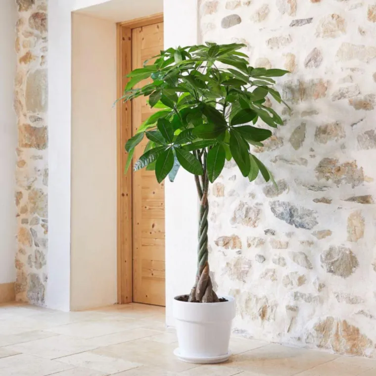 Clearance BOTANIC® Pachira aquatica vert en pot blanc émaillé . Le pot Ø 30 cm