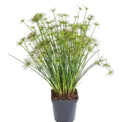 Sale Papyrus - Le pot de 2 litres