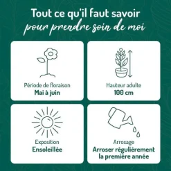 Discount BOTANIC® Pavot D'Orient rouge - Le pot de 9 x 9 cm